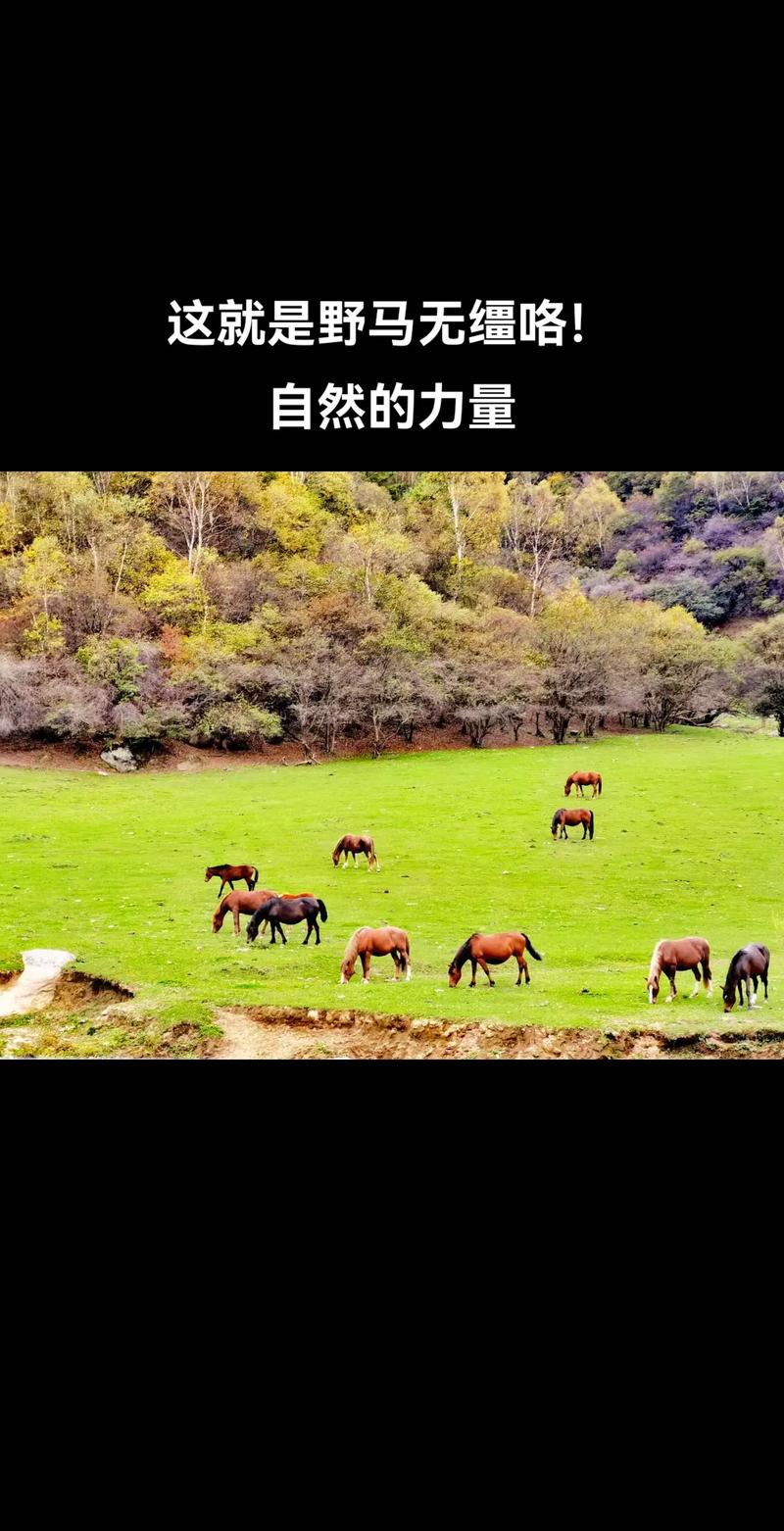 双 d 牧场度假经典，畅享自然与温馨的完美结合